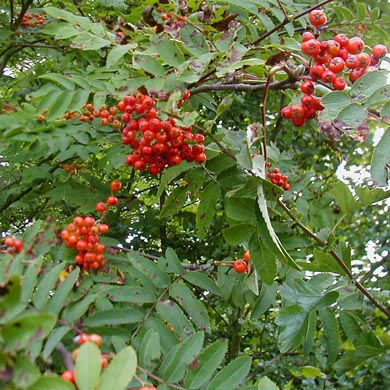 Rowan Hedging (Sorbus)